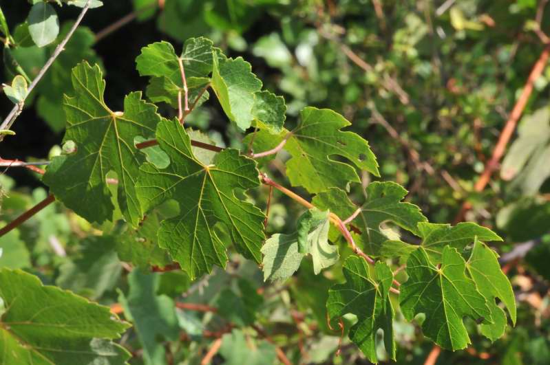 Vitis vinifera sl.